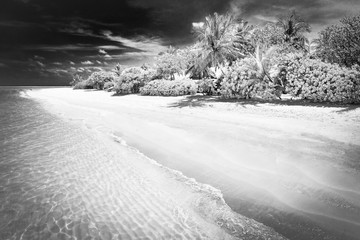 Tropical island landscape, coast or shoreline. Abstract style process, dramatic black and white, monotone image. Beach, palm trees, sandy beach and waves. Peaceful beach nature