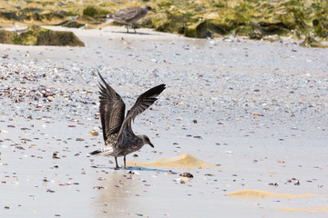 Young Kelp Gull (Larus dominicanus) just landing on a sandy beach, South Africa