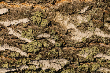 the texture of the tree bark birch tree black white