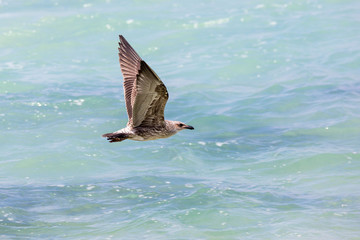 Young Kelp Gull (Larus dominicanus) flying over the ocean, South Africa