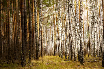 a forest of birches on one side and pines on the other