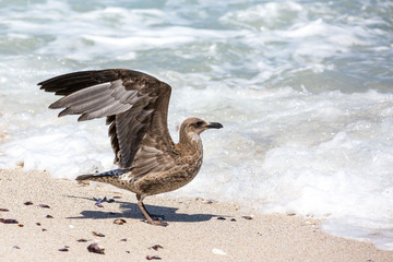 Young Kelp Gull (Larus dominicanus) just before taking off, close up at the sea, South Africa