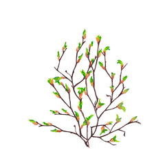 Bouquet of realistic birch branches in spring time with blooming buds. Awakening nature symbol. Watercolor hand painted elements isolated on white background.