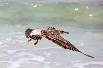 Fototapeta premium Close up of a young Kelp Gull (Larus dominicanus) flying over the ocean, South Africa