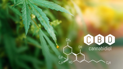 CBD Cannabidiol Chemical formula, Beautiful background of green hemp CBD oil. Concept breeding of...
