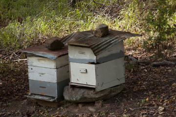 Box Bee Hives outdoors