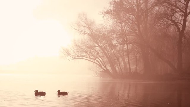 autumn misty early morning on a river with the ducks floating at the water 