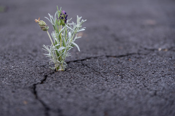 flower in asphalt