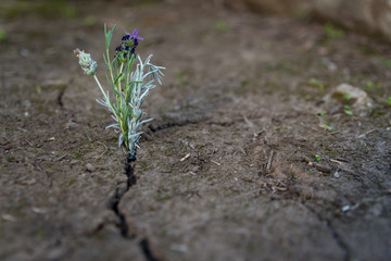 Flowers growing in crack in soil