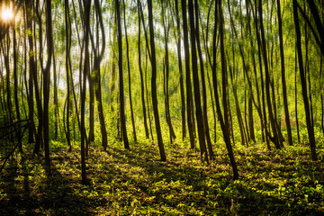 Lots of young trees casting shadows, trees with motion blur filters, green forest, motion blur effect