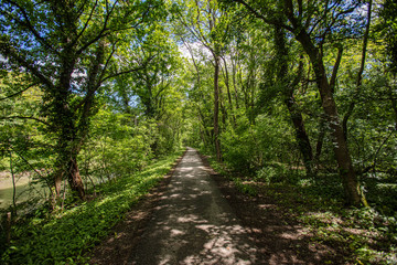 cycling path in green forest