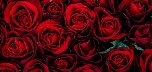 Poster Natuurlijke rode rozen textuur achtergrond, mooie roos textuur voor dekking of banner achtergrond, liefde romantische achtergrond. © Hide_Studio