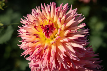 Detailed close up of a  pink and yellow "Hapet Perfekt" dahlia flower