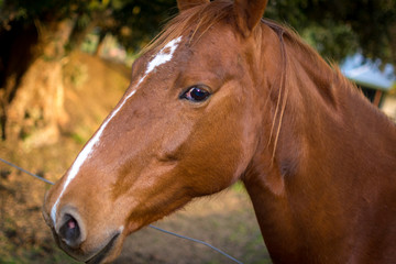 Brown and white horse leaning over fence 