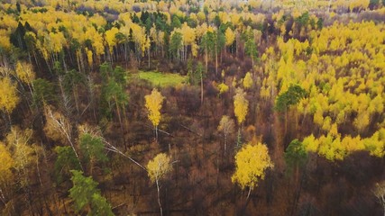 Obraz premium autumn leaves in the forest