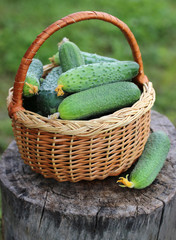 basket of cucumbers on a stump.