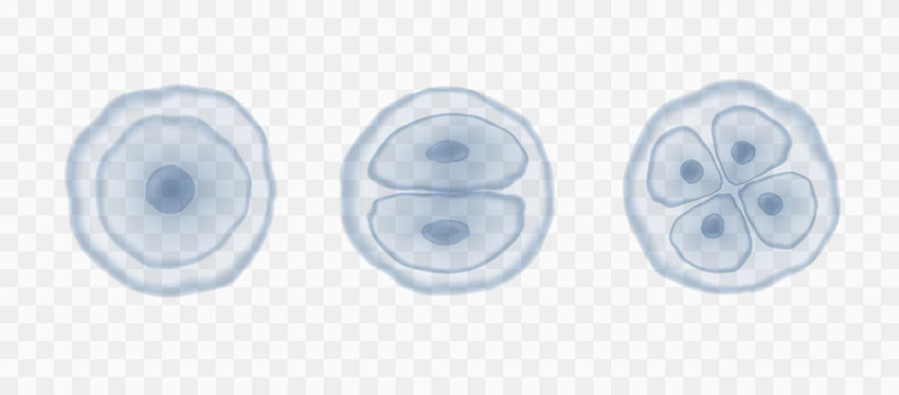 Cell Stem Isolated On Transparent Background. Vector Reproduction Conception. 3d Dna Nucleus Particles Patern.