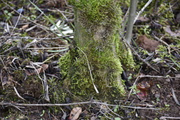 moss on tree root and trunk in forest