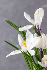 Group of white crocus on a gray background.