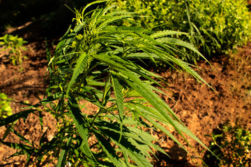 marijuana laves isolated on garden background