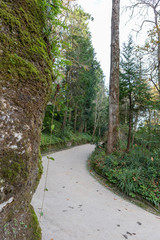 Fototapeta na wymiar Path in the middle of the forest (Quinta da Regaleira, Sintra, Portugal)