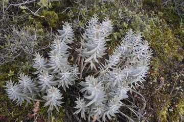myrtle spurge in forest