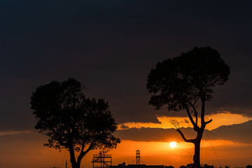 写真素材: 夕日と木