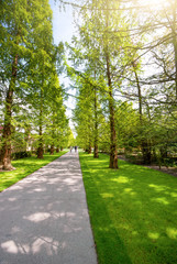 View at beautiful Keukenhof park path under blue sky during annual exhibition