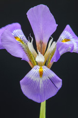 closeup of iris
