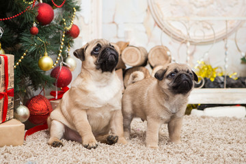 Pug with his puppy in Christmas decorations