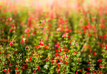 Beautiful flowers in the garden, outdoor Chiangmai Thailand
