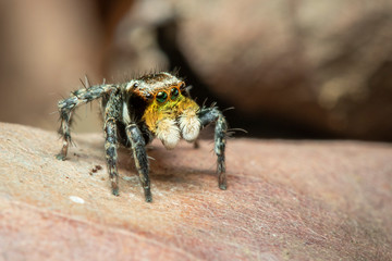 Image of jumping spiders (Salticidae) on a natural background., Insect. Animal.