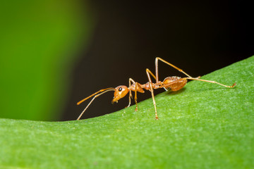 Image of red ant(Oecophylla smaragdina) on the green leaf. Insect. Animal