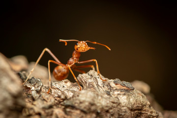 Image of red ant(Oecophylla smaragdina) on tree. Insect. Animal.