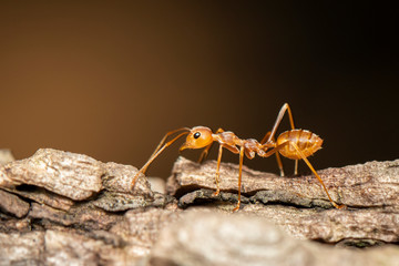 Image of red ant(Oecophylla smaragdina) on tree. Insect. Animal.