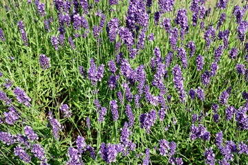Lavender plant in full bloom during the summer, UK.