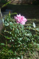 Rose - Guadeloupe Antilles - West Indies Rose