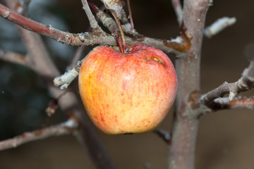 Yellow with a red apple in a slush of snow among the gray branches of an apple tree
