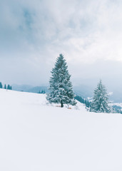 Trees in the mountains. Winter mountains 