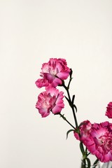 Fototapeta premium Pink Carnations against a white background.