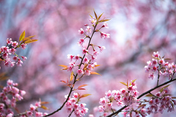 Fototapeta na wymiar Pink flowers blooming in the garden. Sakura in Thailand.