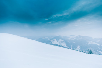 Trees in the mountains. Winter mountains 