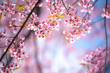 Pink flowers blooming in the garden. Sakura in Thailand.