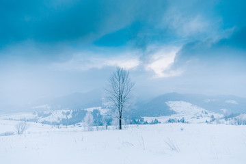 Trees in the mountains. Winter mountains 