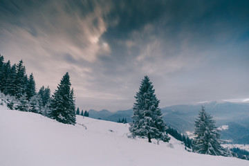 Trees in the mountains. Winter mountains 