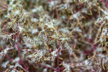 Hoarfrost on the decorative grass. Background of frozen grass leaves