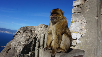 Naklejka premium Barbary macaque monkey on Gibraltar rock