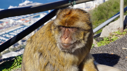 Barbary macaque monkey on Gibraltar rock