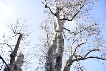 giant sycamore tree stretching to the sky in winter