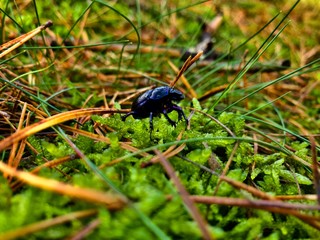 Käfer auf Moos 